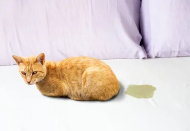 Kedi Çişi İdrarı Koltuktan Nasıl Çıkar